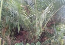 Rumbia Di Aceh Barat Tak Lagi Berbuah Penjualan Rujak Hilang Rasa Cita
