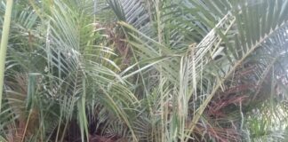 Rumbia Di Aceh Barat Tak Lagi Berbuah Penjualan Rujak Hilang Rasa Cita