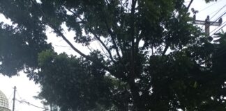 Pohon Tua Rentan Roboh, Warga Cilodong Berharap DLHK Kota Depok Lakukan Pemangkasan